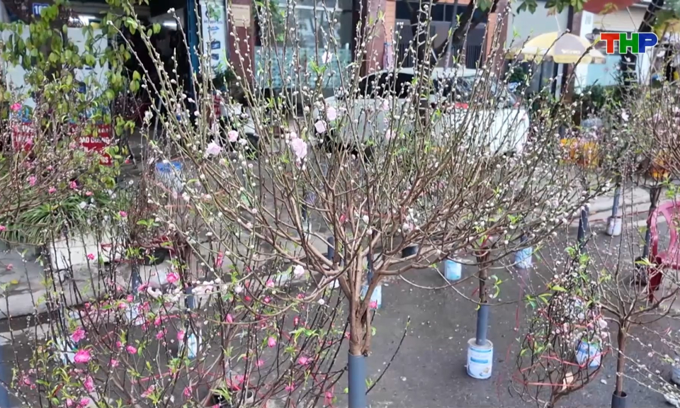 Nhộn nhịp thị trường hoa, c&acirc;y cảnh dịp Tết 