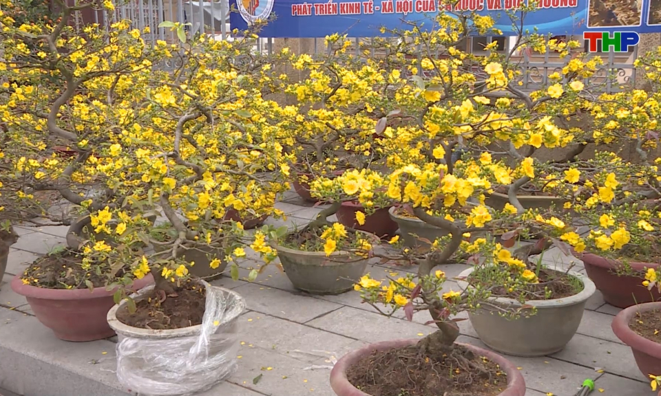 S&ocirc;i nổi chợ hoa xu&acirc;n Vĩnh Bảo