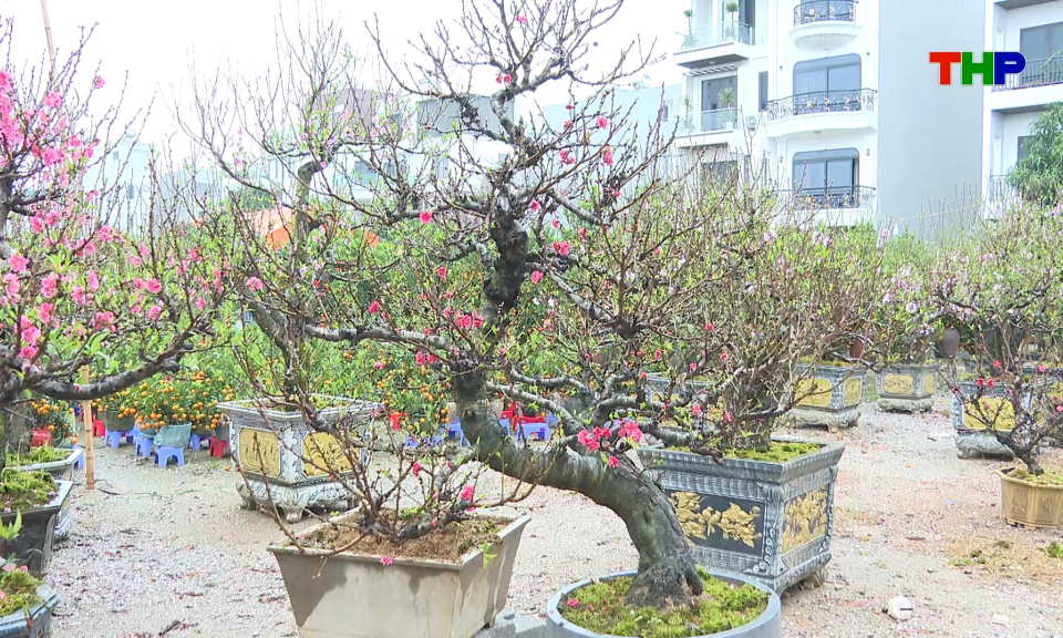 Chạm Hải Ph&ograve;ng: Chợ hoa xu&acirc;n khoe sắc