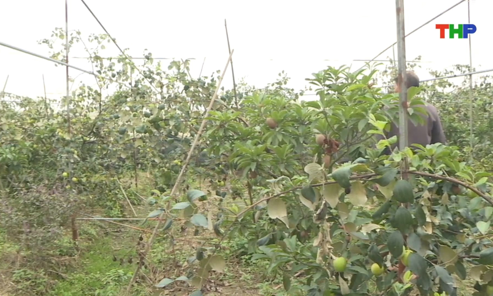 Thu hoạch hoa, c&acirc;y ăn quả phục vụ thị trường Tết 