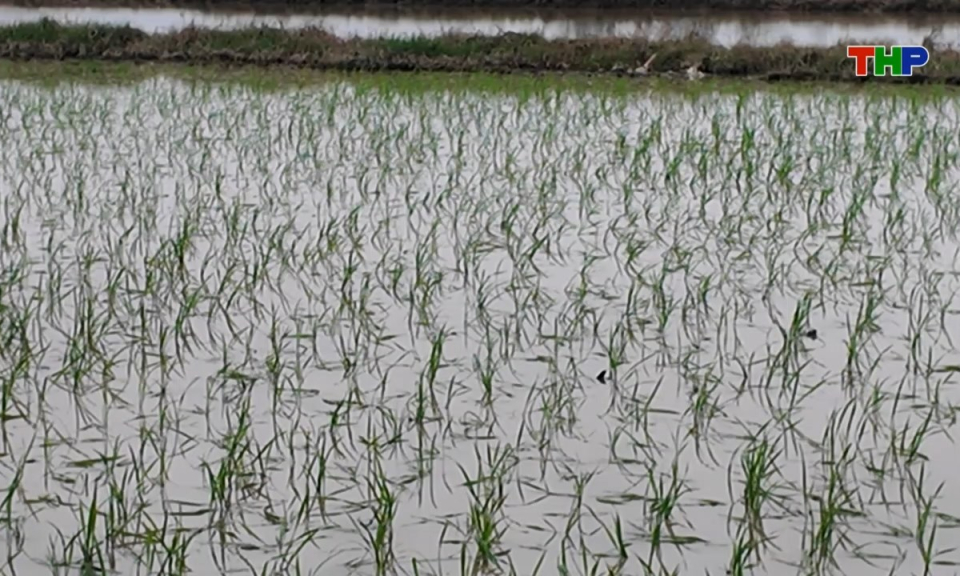 Bản tin thời sự s&aacute;ng (15/02/2026)