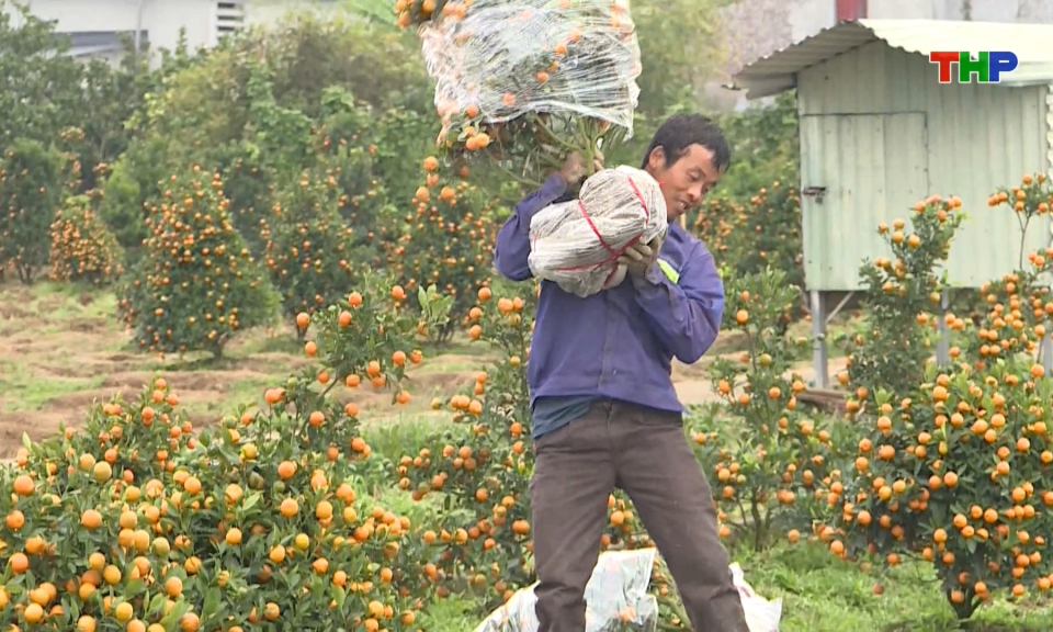 Lương C&acirc;u v&agrave;o m&ugrave;a quất Tết