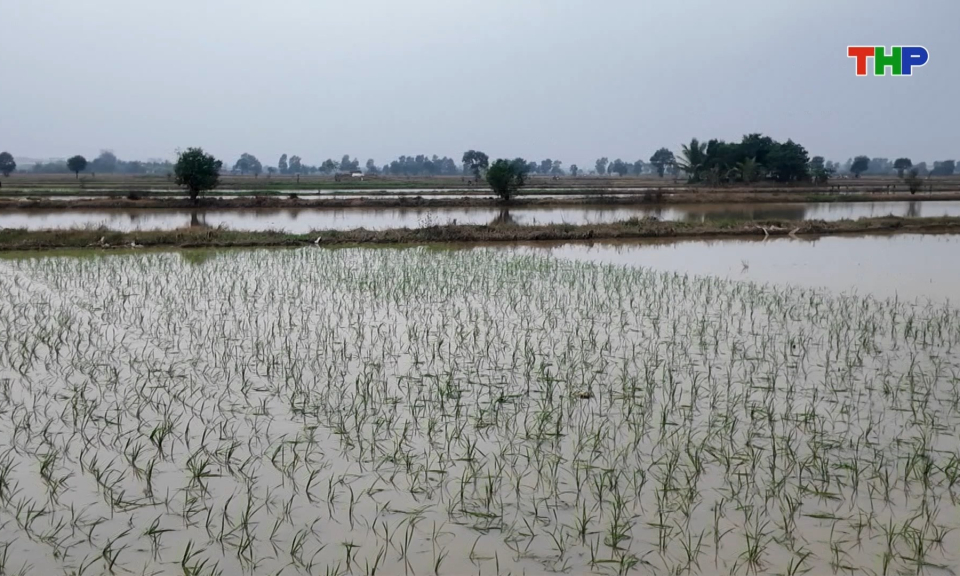 Tập trung gieo cấy l&uacute;a vụ xu&acirc;n