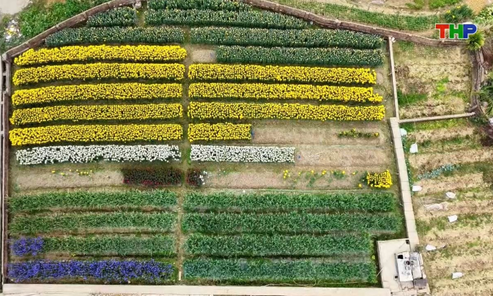 Hải Ph&ograve;ng văn h&oacute;a v&agrave; sự kiện: Xu&acirc;n về tr&ecirc;n l&agrave;ng hoa