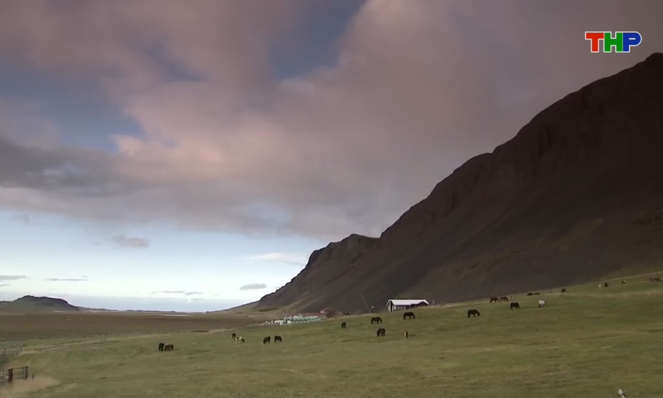 Kh&aacute;m ph&aacute; thế giới: Iceland - Qu&ecirc; hương của những giống ngựa cổ xưa v&agrave; bền bỉ