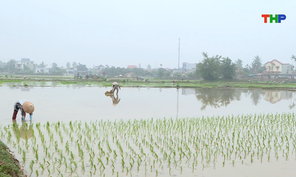 Bảo đảm chăm s&oacute;c l&uacute;a vụ xu&acirc;n