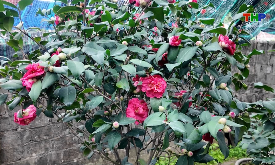 Bảo tồn giống hoa tr&agrave; cổ