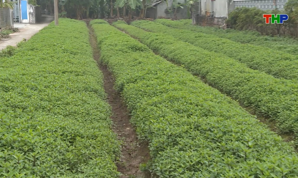 Ph&aacute;t huy hiệu quả kinh tế từ trồng rau gia vị