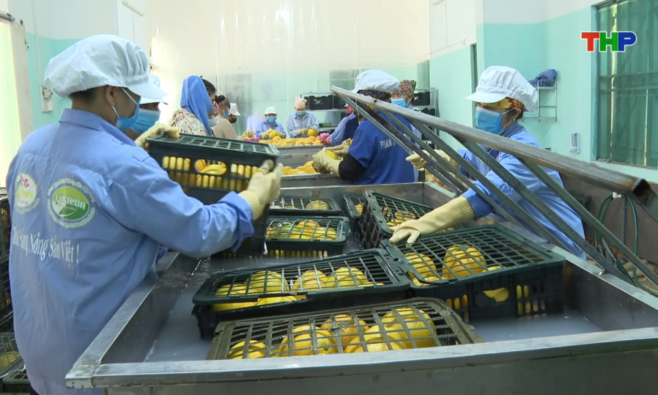 N&ocirc;ng th&ocirc;n mới Hải Ph&ograve;ng: X&acirc;y dựng li&ecirc;n kết n&ocirc;ng sản: Gắn sản xuất với thị trường