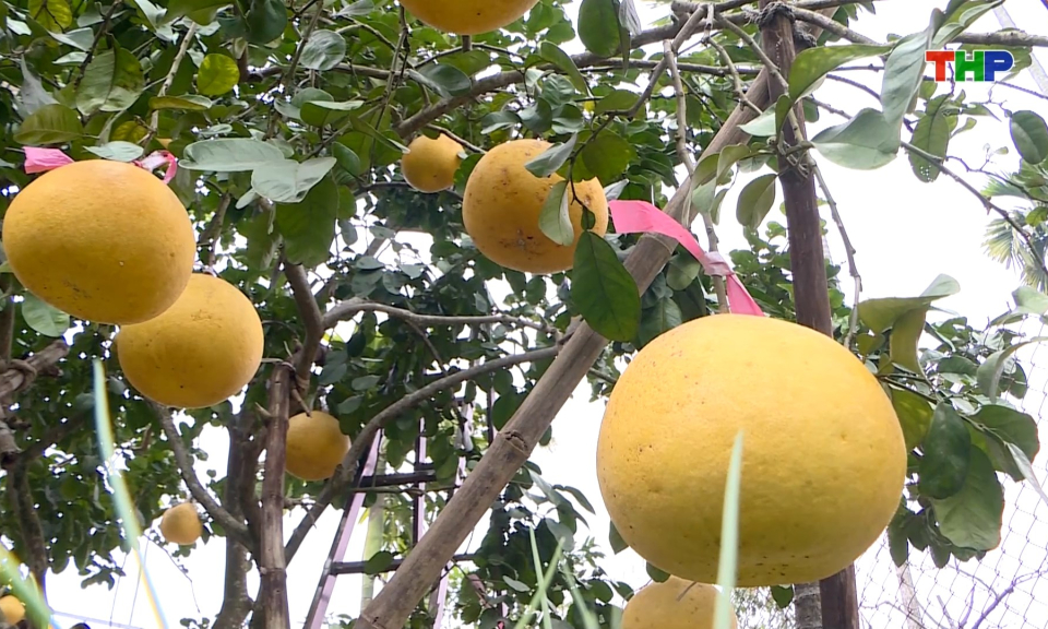 Duy tr&igrave; sản xuất giống bưởi L&acirc;m Động