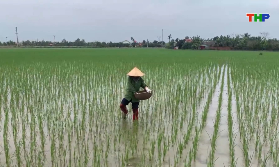 T&iacute;ch cực chăm s&oacute;c l&uacute;a xu&acirc;n