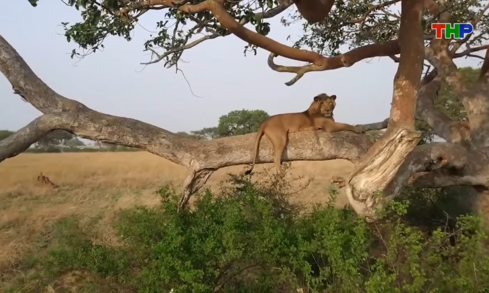 Kh&aacute;m ph&aacute; thế giới: Kh&aacute;m ph&aacute; lo&agrave;i sư tử leo c&acirc;y