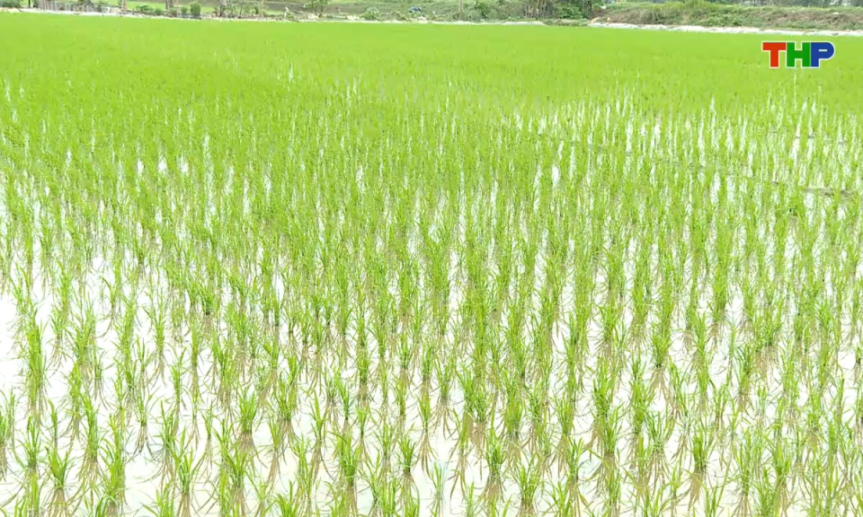 Đồng h&agrave;nh c&ugrave;ng nh&agrave; n&ocirc;ng: Chủ động ph&ograve;ng trừ s&acirc;u bệnh hại l&uacute;a giai đoạn đầu vụ