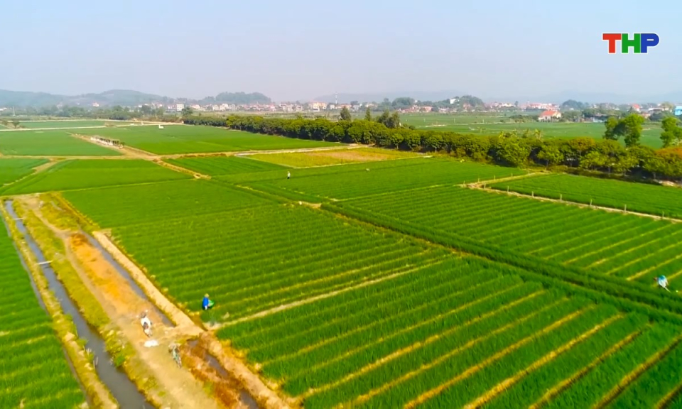 N&ocirc;ng th&ocirc;n mới Hải Ph&ograve;ng: Ph&aacute;t triển c&acirc;y trồng chủ lực