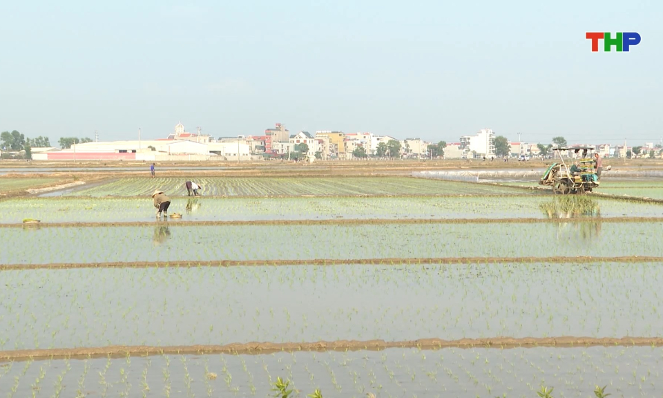 N&acirc;ng cao hiệu quả, gi&aacute; trị kinh tế trong sản xuất n&ocirc;ng nghiệp  