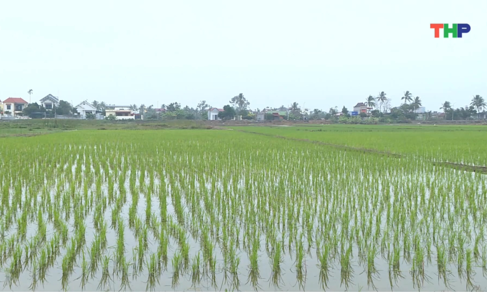 Tăng cường quản l&yacute; đất n&ocirc;ng nghiệp bỏ hoang