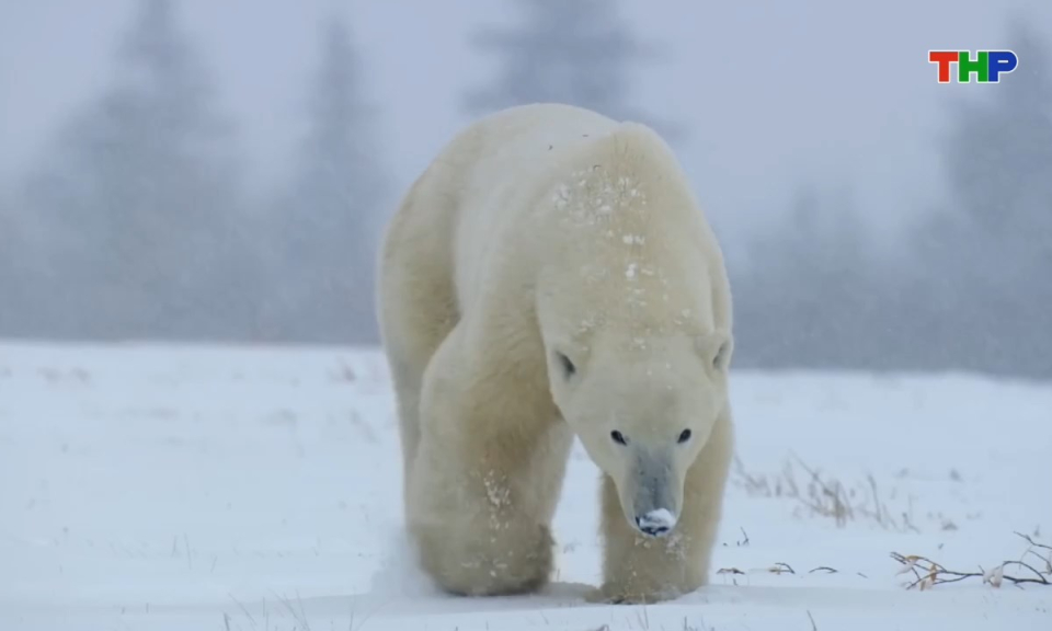 Kh&aacute;m ph&aacute; thế giới: Động vật hoang d&atilde; ở những v&ugrave;ng kh&iacute; hậu lạnh nhất Tr&aacute;i đất