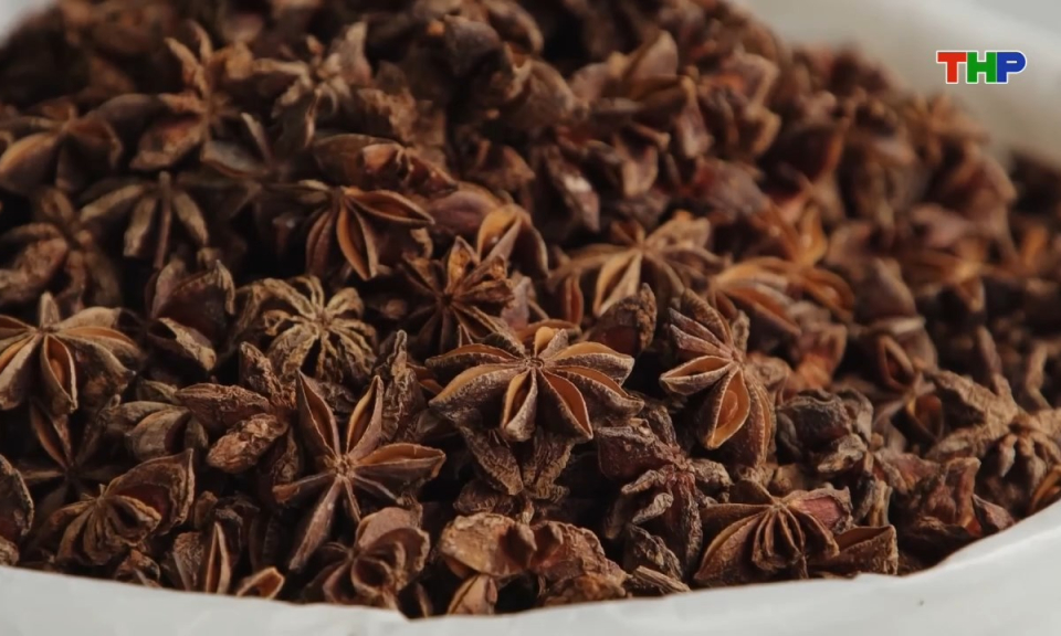 Hồ sơ quốc tế: Gia vị - Quyền lực thầm lặng của nh&acirc;n loại