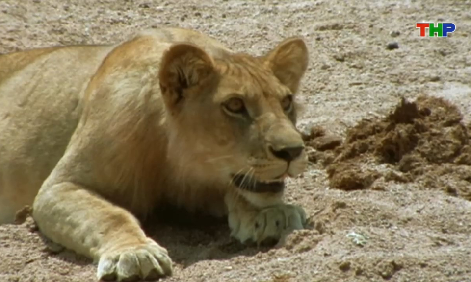 Kh&aacute;m ph&aacute; thế giới: Sư tử - H&agrave;nh tr&igrave;nh trở th&agrave;nh lo&agrave;i săn mồi đầu bảng