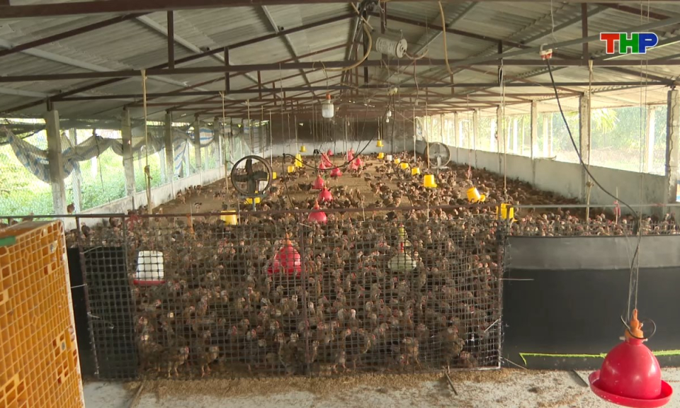 Đồng h&agrave;nh c&ugrave;ng nh&agrave; n&ocirc;ng: T&aacute;i đ&agrave;n chăn nu&ocirc;i sau Tết