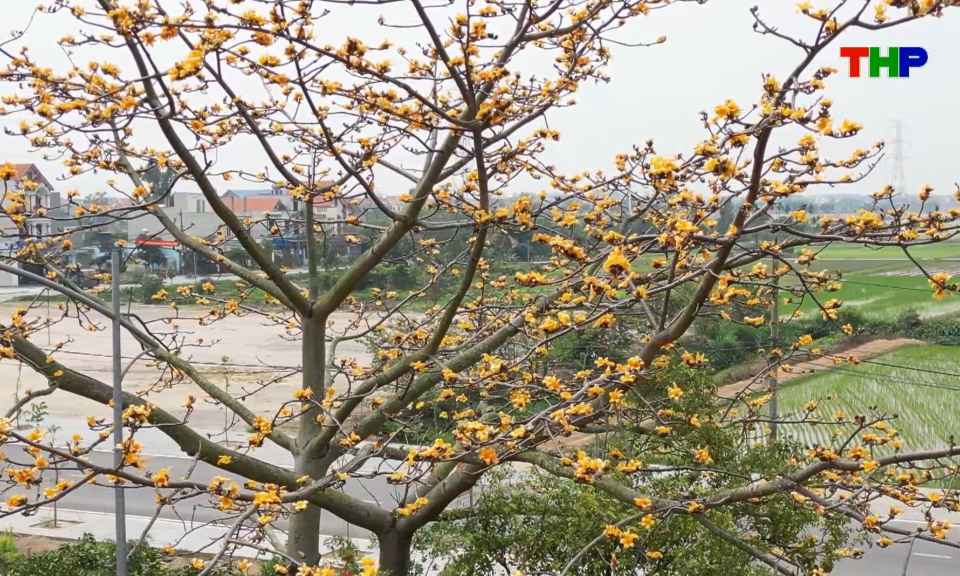 Chạm Hải Ph&ograve;ng: Độc đ&aacute;o c&acirc;y gạo hoa v&agrave;ng