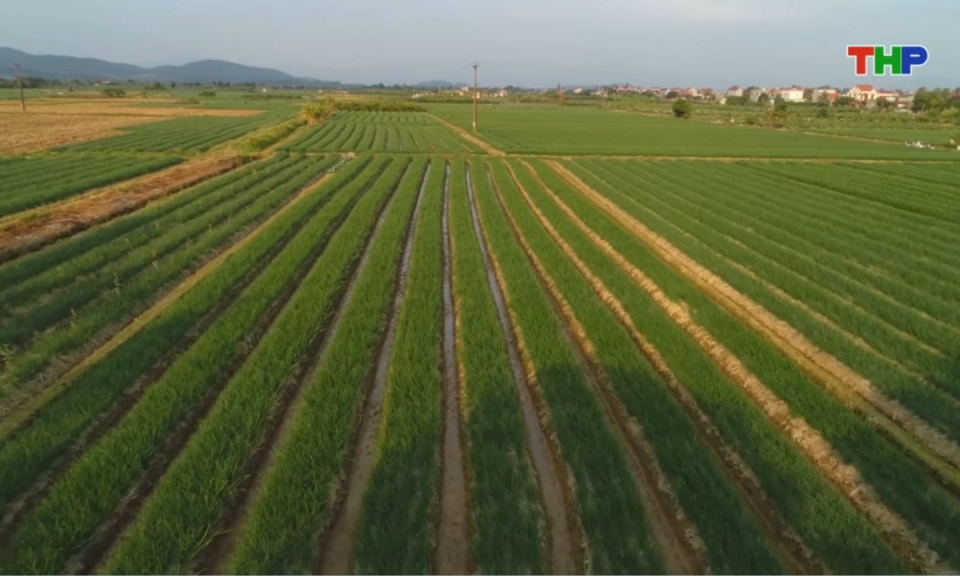 Bản tin thời sự trưa (19/03/2026)