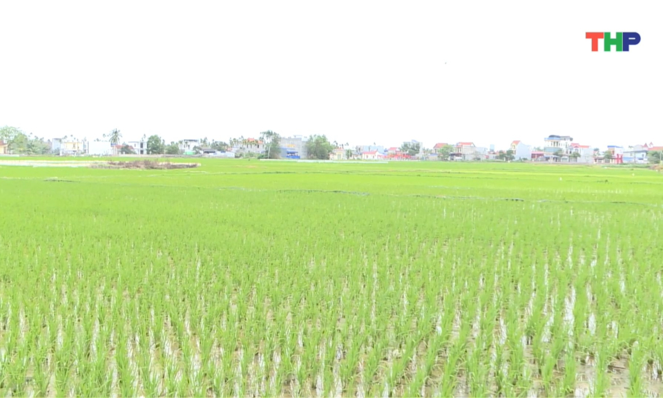 Tập trung chăm s&oacute;c l&uacute;a vụ xu&acirc;n