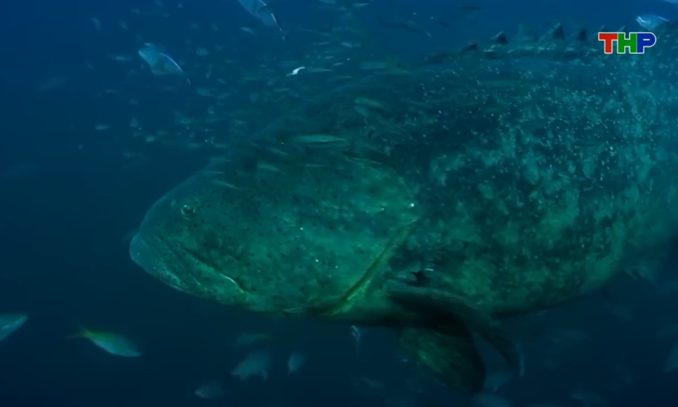 Kh&aacute;m ph&aacute; thế giới: C&aacute; m&uacute; Goliath - "G&atilde; khổng lồ" của đại dương