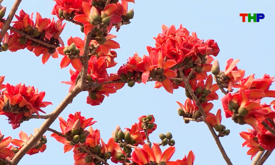 Chạm Hải Ph&ograve;ng: Hoa gạo th&aacute;ng 3