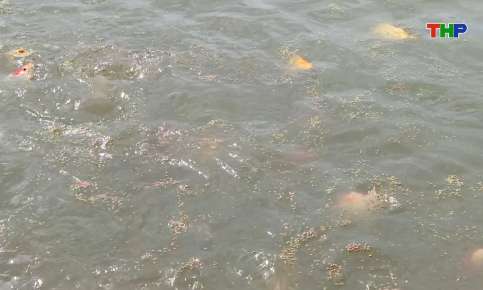 Đồng h&agrave;nh c&ugrave;ng nh&agrave; n&ocirc;ng: Ương nu&ocirc;i c&aacute; koi trong ao đất