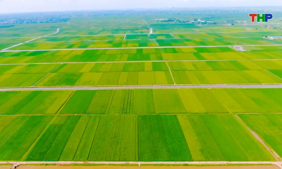 N&ocirc;ng th&ocirc;n mới Hải Ph&ograve;ng: N&acirc;ng cao chất lượng nguồn nh&acirc;n lực cho hợp t&aacute;c x&atilde;