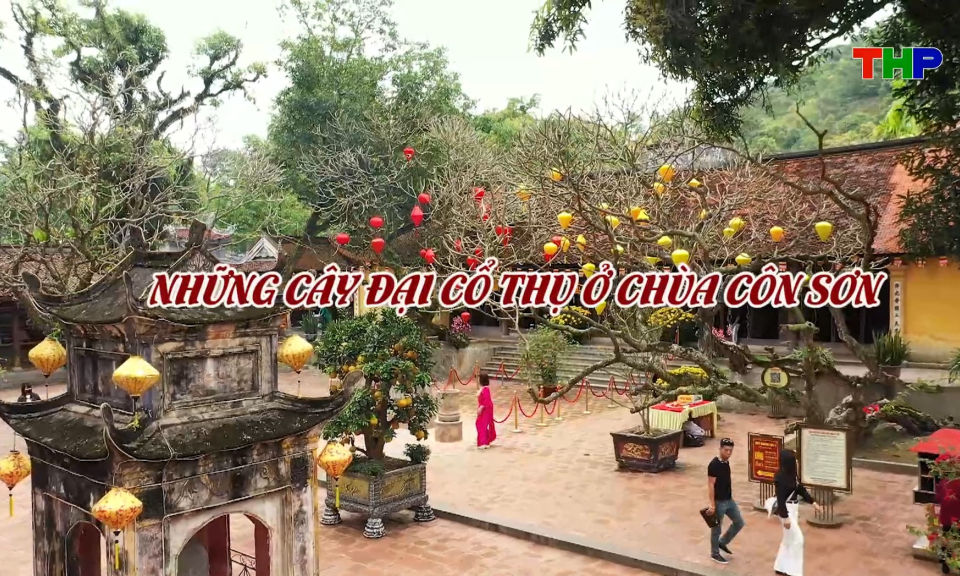 Chạm Hải Ph&ograve;ng: Những c&acirc;y đại cổ thụ ở ch&ugrave;a C&ocirc;n Sơn