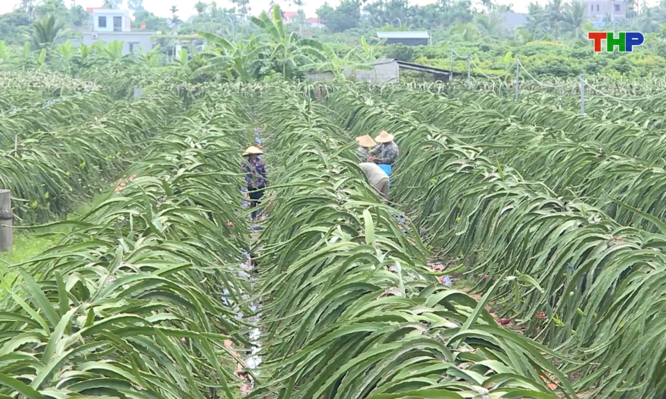 Ph&aacute;t huy hiệu quả chuyển đổi cơ cấu c&acirc;y trồng