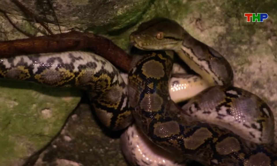 Kh&aacute;m ph&aacute; thế giới: Trăn gấm - S&aacute;t thủ b&oacute;ng tối v&agrave; b&iacute; ẩn hang động nhiệt đới