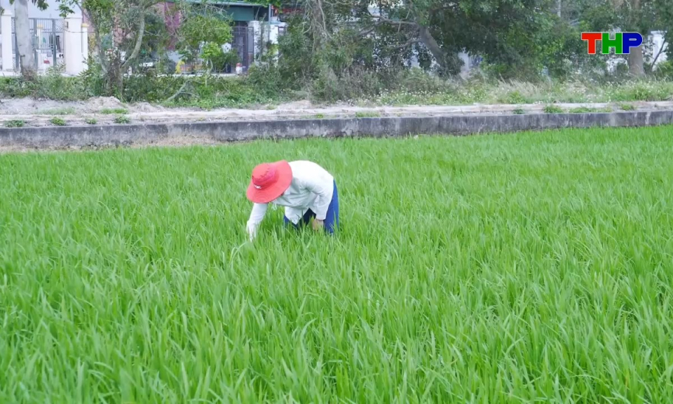 Đồng h&agrave;nh c&ugrave;ng nh&agrave; n&ocirc;ng: Ph&ograve;ng trừ bệnh đạo &ocirc;n hại l&uacute;a