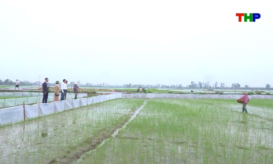 N&ocirc;ng th&ocirc;n mới Hải Ph&ograve;ng: Sản xuất, chăm s&oacute;c l&uacute;a vụ xu&acirc;n