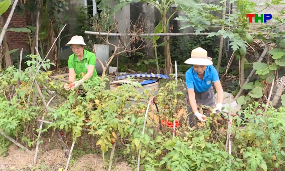 B&ocirc;ng hồng th&eacute;p đất Cảng: Biến r&aacute;c th&agrave;nh rau - Dấu ấn xanh