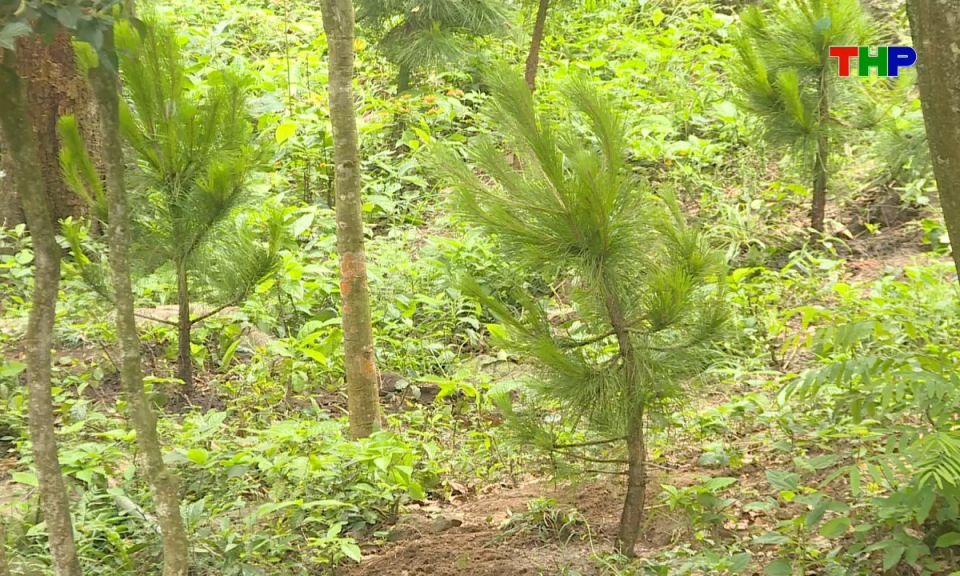 Dấu ấn Hải Ph&ograve;ng: Mang chồi xanh về v&ugrave;ng di sản