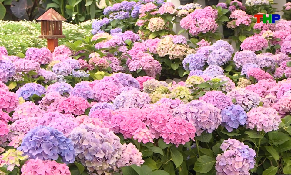 Chạm Hải Ph&ograve;ng: Khu vườn cẩm t&uacute; cầu