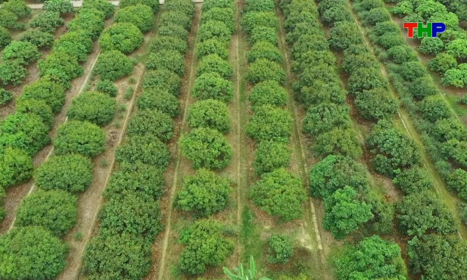 Đồng h&agrave;nh c&ugrave;ng nh&agrave; n&ocirc;ng: Quản l&yacute; s&acirc;u bệnh hại vải