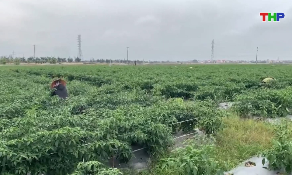 Bản tin thời sự 17h00 (10/04/2026)