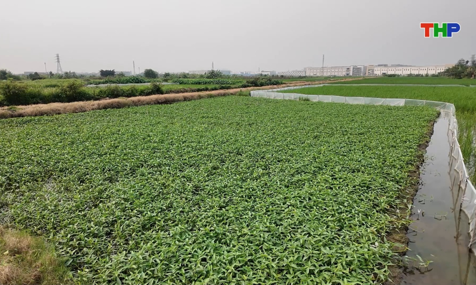 Chuẩn bị cho vụ sản xuất rau m&agrave;u mới