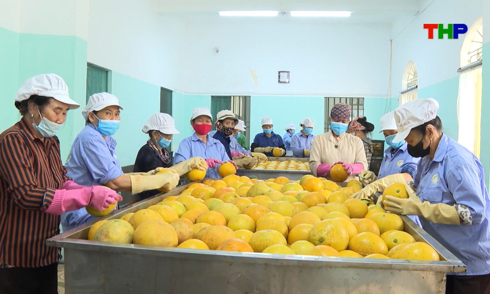 Li&ecirc;n kết theo chuỗi gi&aacute; trị trong sản xuất n&ocirc;ng nghiệp