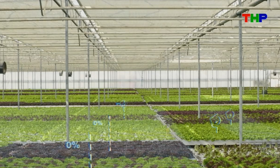 N&ocirc;ng th&ocirc;n mới Hải Ph&ograve;ng: N&acirc;ng cao chất lượng, gi&aacute; trị n&ocirc;ng sản