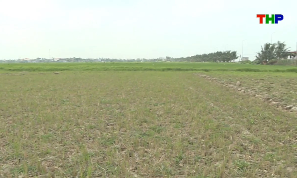 Bản tin tiếng Anh - Hai Phong News (15/04/2026)