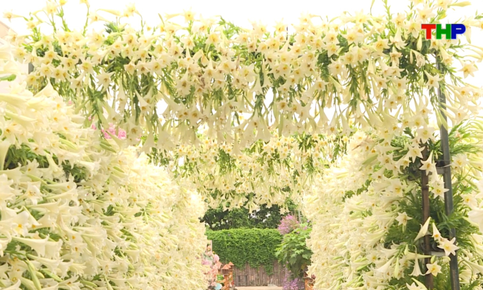 Chạm Hải Ph&ograve;ng: Hoa loa k&egrave;n "nữ ho&agrave;ng" th&aacute;ng tư