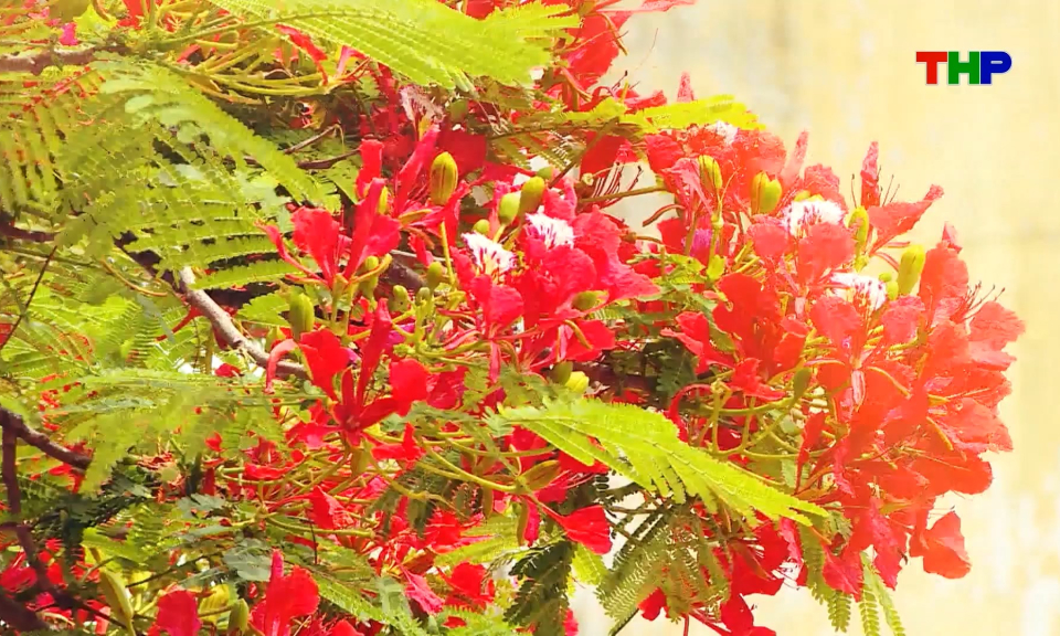 Lễ hội Hoa Phượng Đỏ trong cảm nhận của bạn b&egrave; quốc tế