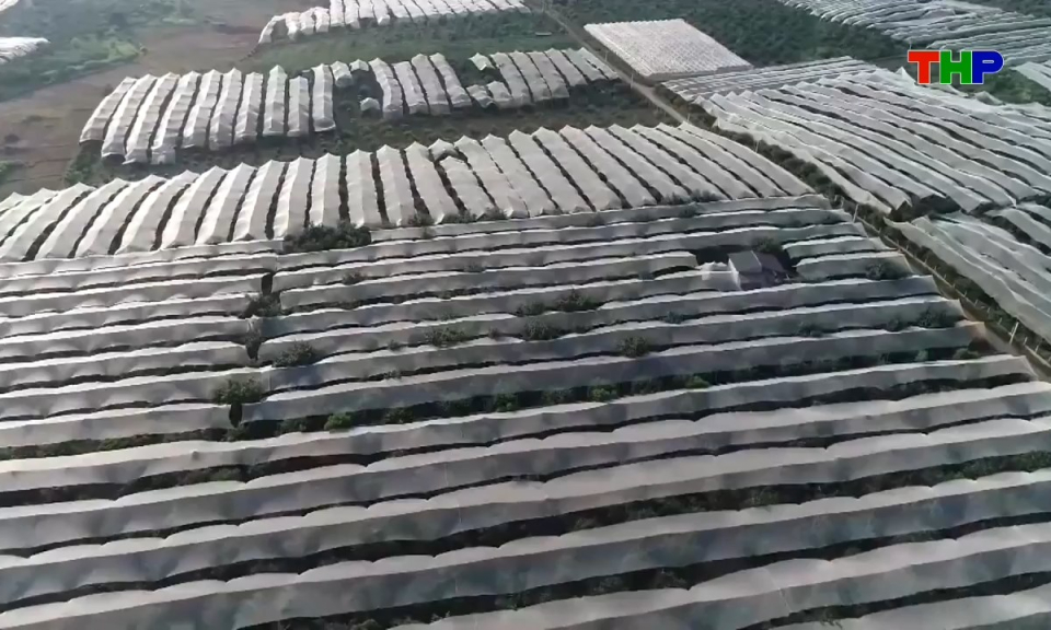 N&ocirc;ng th&ocirc;n mới Hải Ph&ograve;ng: Gắn sản xuất n&ocirc;ng nghiệp với thị trường ti&ecirc;u thụ