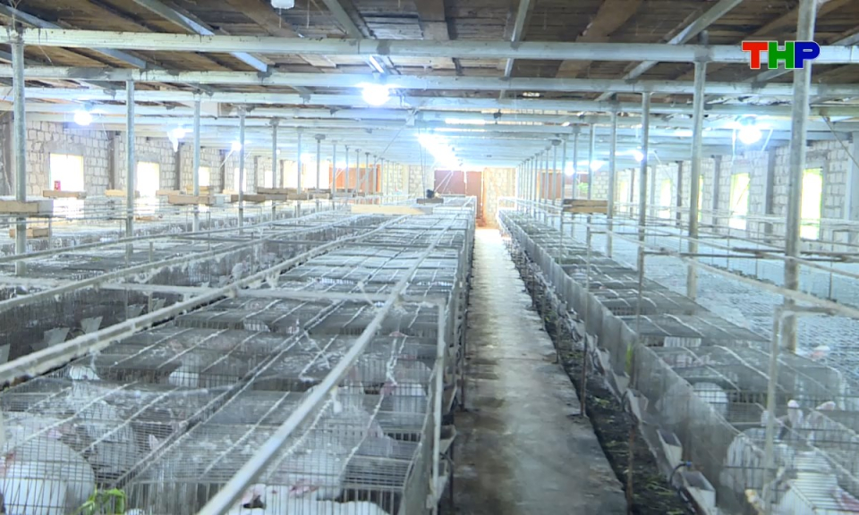 Đồng h&agrave;nh c&ugrave;ng nh&agrave; n&ocirc;ng: Kỹ thuật nu&ocirc;i thỏ cho hiệu quả kinh tế cao