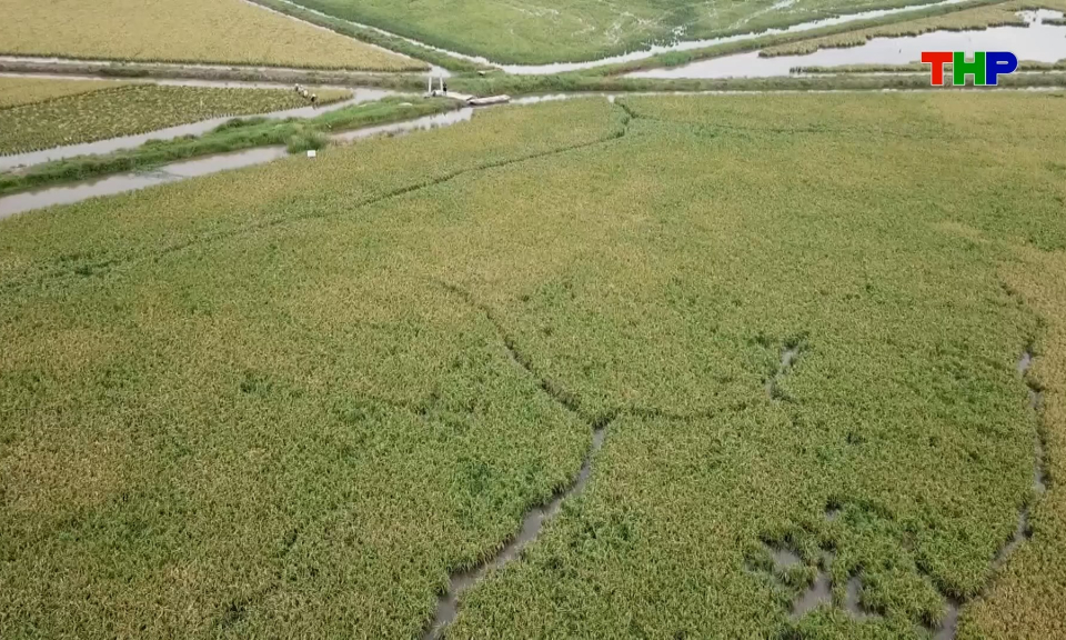 X&acirc;m nhập mặn ảnh hưởng đến v&ugrave;ng sản xuất l&uacute;a rươi 